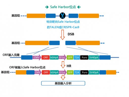 人类及小鼠 Safe Harbor ORF 敲入克隆